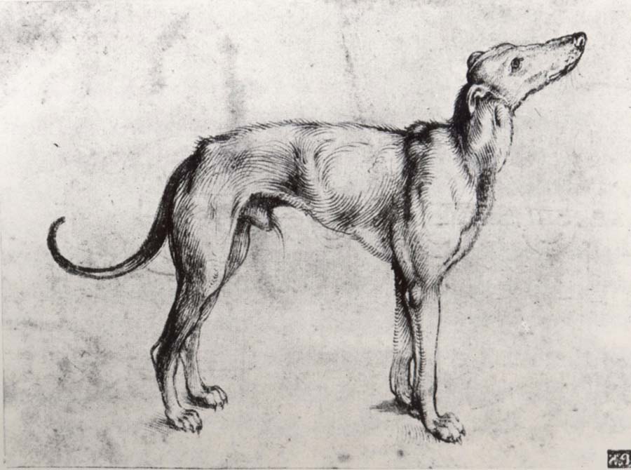 Albrecht Durer A Grayhound